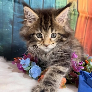 maine coon puiuti