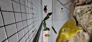 Tineret agapornis engros