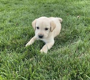 Labrador Retriver 