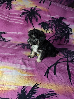 Pui Bichon Maltez cu carnet de sănătate 