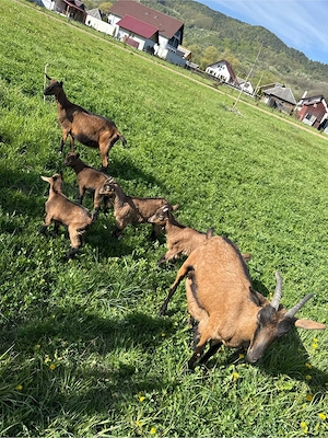 Capră alpină franceză