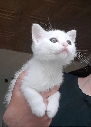 Angora Turcesca 