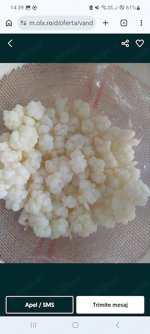 Ciupercă tibetana chefir lapte
