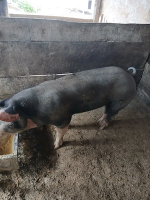 vier de vanzare