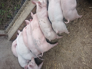 Purcei landrace 2 luni greutate 20-25 kg