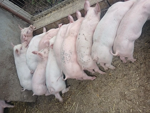 Purcei landrace 2 luni greutate 20-25 kg - imagine 2