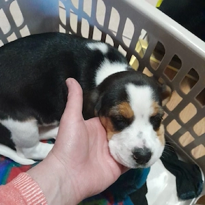 cățel beagle