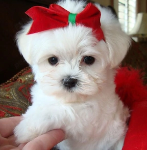 bichon maltez alb minii toy 