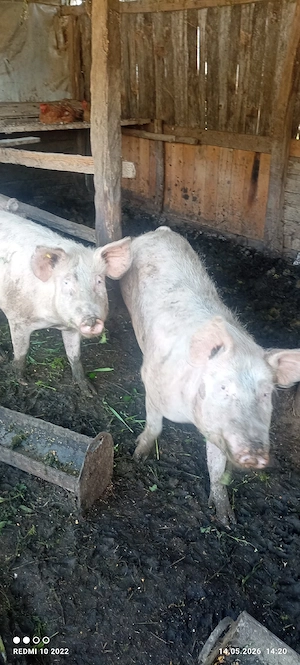 porci de vânzare  - imagine 5