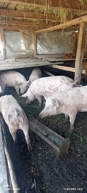 porci de vânzare  - imagine 4