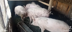 porci de vânzare 