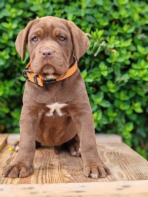Cane corso disponibile  - imagine 4