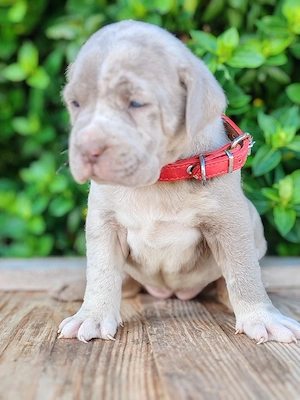 Cane corso disponibile  - imagine 2