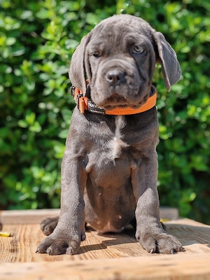 Cane corso disponibile  - imagine 5