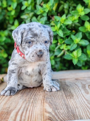 Cane corso disponibile  - imagine 3