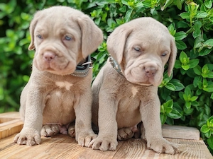 Cane corso disponibile 