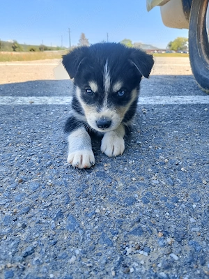 Husky Babys for sale - imagine 2