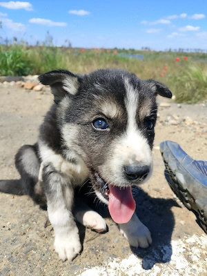 Husky Babys for sale - imagine 3