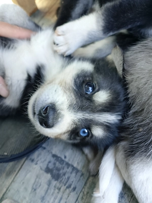 Husky Babys for sale - imagine 4
