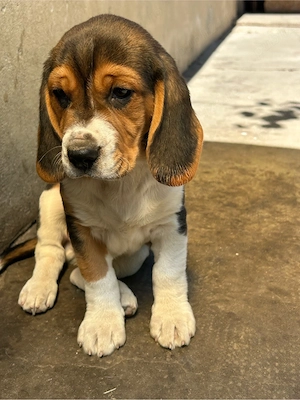 pui beagle tricolor