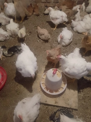 De vânzare puicuțe Kabir și pui de carne - imagine 2