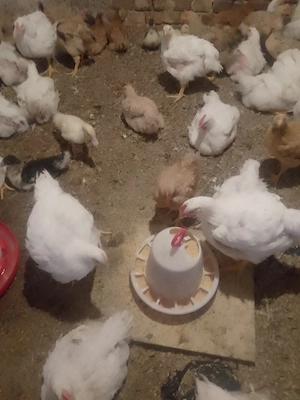De vânzare puicuțe Kabir și pui de carne