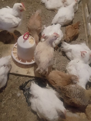De vânzare puicuțe Kabir și pui de carne - imagine 4