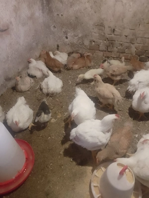 De vânzare puicuțe Kabir și pui de carne - imagine 3
