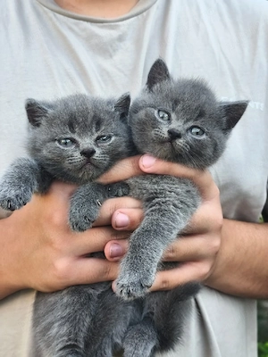 pui British Shorthair 100% - imagine 3