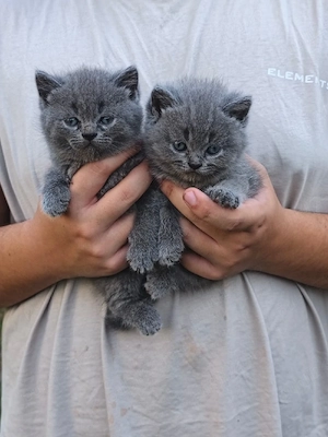Puiuti British Shorthair