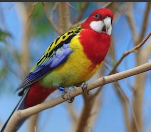 Pereche rosella  - imagine 4