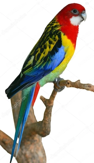Pereche rosella  - imagine 2