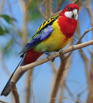 Pereche rosella 