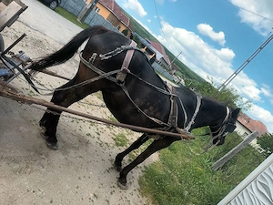 Vînd iapa 