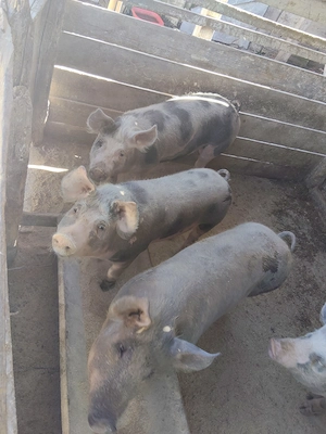Porci Durok cu Petrean 