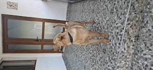 Labrador femela -7 puni - imagine 2