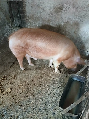 Porc de vanzare - imagine 3