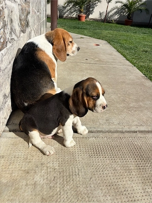 Vând catei beagle tricolor