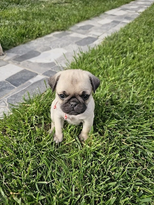 Pui mascul mops vârsta 7 săptămâni  - imagine 4