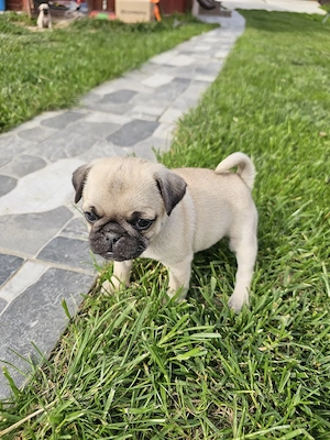Pui mascul mops vârsta 7 săptămâni  - imagine 3