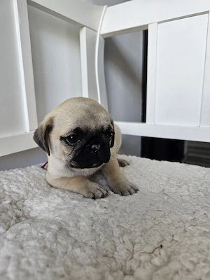 Pui mascul mops vârsta 7 săptămâni  - imagine 2