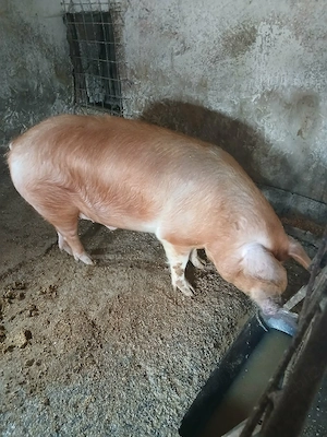 Porc de vanzare
