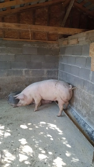 Purcele de vânzare 2 bucăți