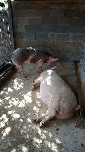 Purcele de vânzare 2 bucăți - imagine 2