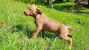 amstaff căței 
