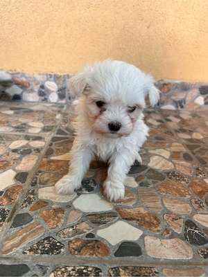 vand bichon maltez  - imagine 3