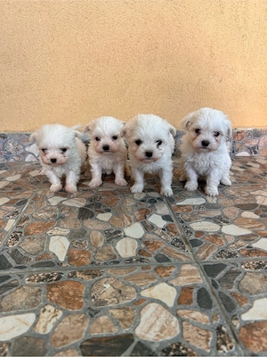 vand bichon maltez  - imagine 4