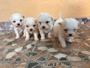 vand bichon maltez 