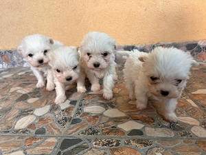 vand bichon maltez  - imagine 2
