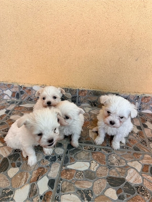 vand bichon maltez  - imagine 5